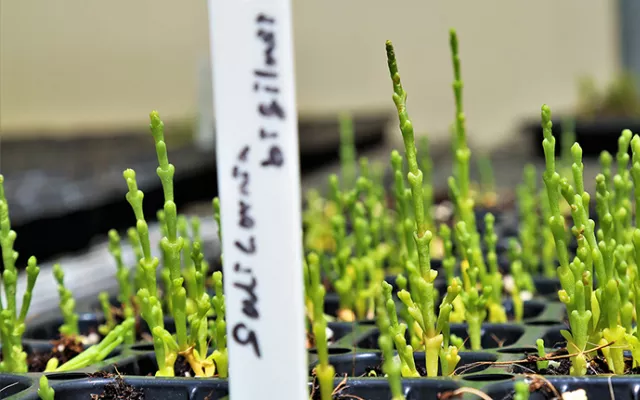استطاع فريق من علماء المركز الدولي للزراعة الملحية (إكبا) إحراز قفزة نوعية في ميدان زيادة الغلة المحتملة لنبتة الساليكورنيا الملحية ذات الاستخدامات المتعددة. 