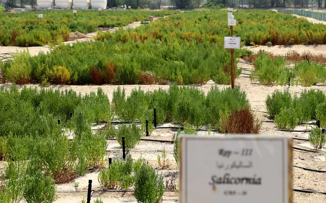 دأب إكبا وشركاؤه منذ العام 2012 على دراسة إمكانية زراعة الساليكورنيا في الظروف الحارة والجافة والمالحة في البيئات الهامشية.