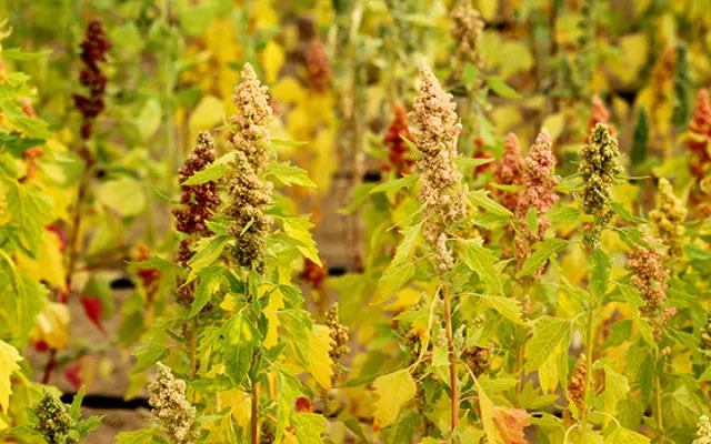 World Food Day: quinoa and hope of food security in marginal environments