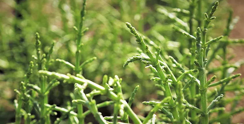 الساليكورنيا أحد النباتات الملحية يمكن أن تنمو بمياه البحر. كما يمكن استخدامها كعلف وفي الإنتاج الغذائي والوقود الحيوي.