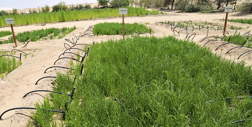 Working closely with local partners in the UAE, the scientists have recently recorded a bumper seed yield of 3 tonnes per hectare (t/ha) using seawater passing through an aquaculture system.