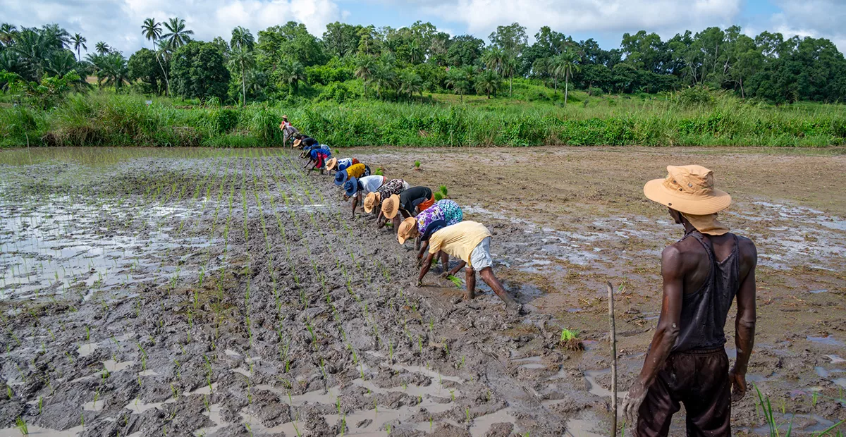 A group of farmers working in a line can quickly transplant a paddy.