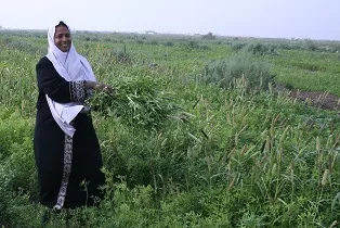 Helping small-scale farmers in West Asia, North Africa produce and earn more
