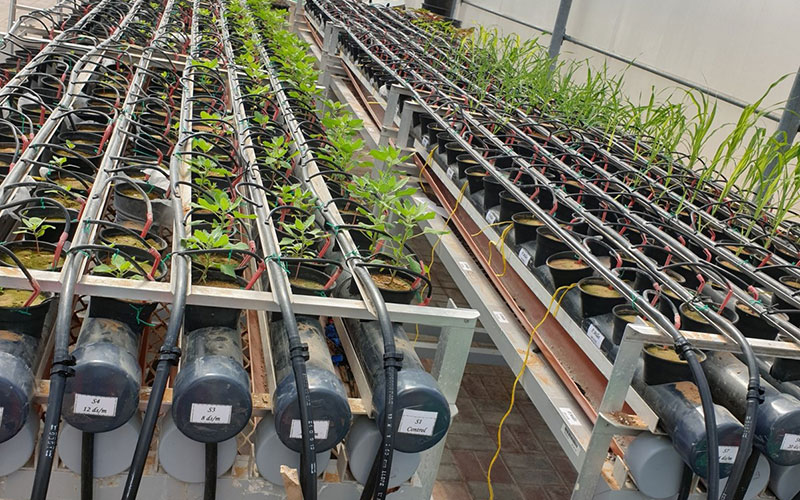 Quantifying the Effect of Salinity Stress on Different Genotypes of