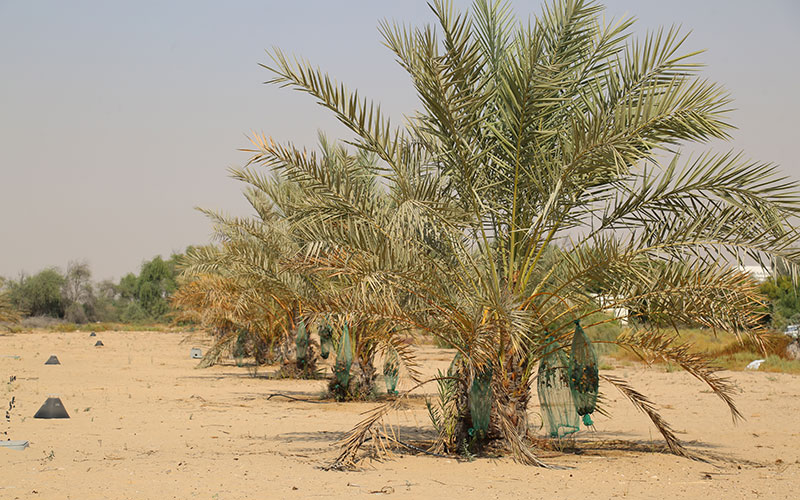 Effect Of Mycorrhizal Treatment On Date Palm Growth Under Marginal Conditions المركز الدولي للزراعة الملحية