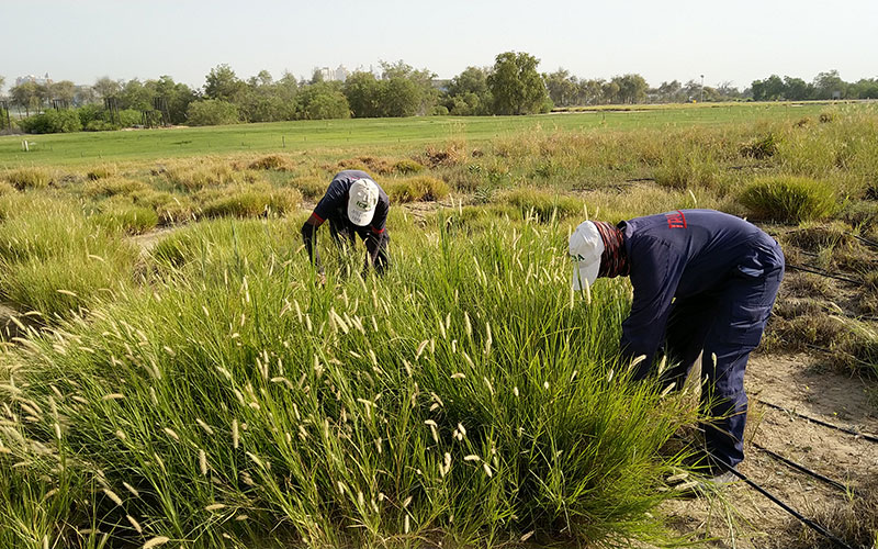 Effect of Saline Water on Productivity of Native Grass Forages in Sandy