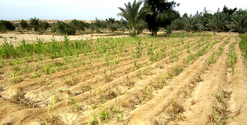 model for seed production of resilient salt tolerant crop species egypts agriculture