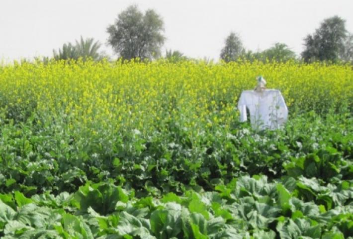 Alternative Production Systems, Technology Transfer and ...