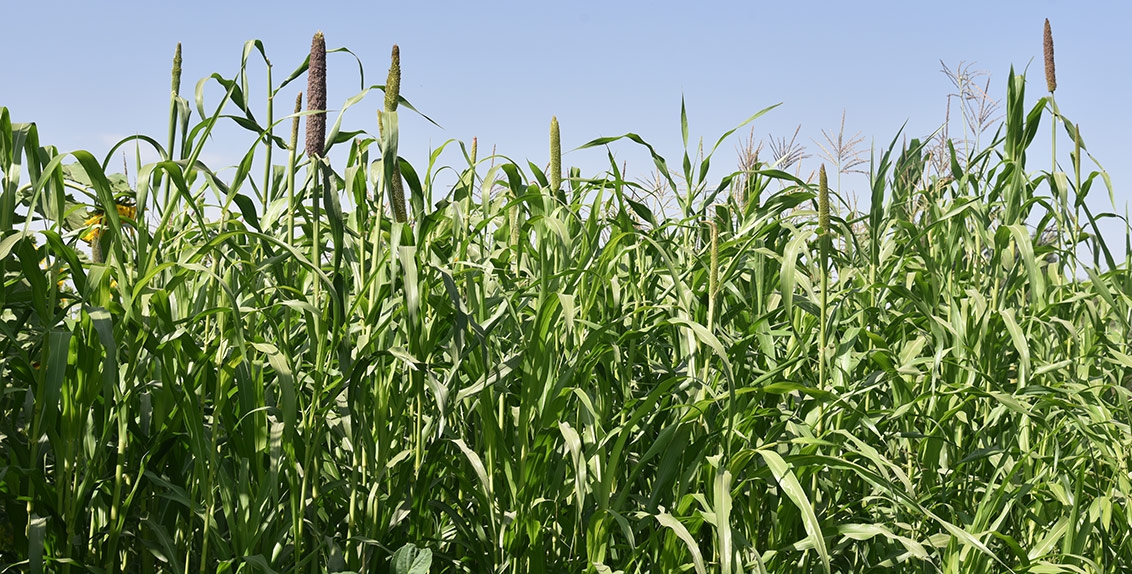 Tajik farmers look at pearl millet for food, forage production