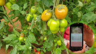 Developing a user-friendly application for smallholder farmers for detection of plant disorders
