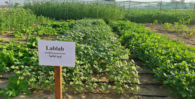 Demonstration Plots for Annual Crops | International Center for ...