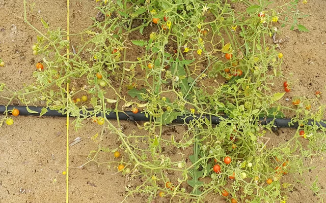 وتعرض الدراسة التي نشرت في مجلة Frontiers in Plant Science مجموعة المجينات وشرحاً لأحد الأنواع البرية (Solanum pimpinellifolium) القريبة للطماطم المزروعة.