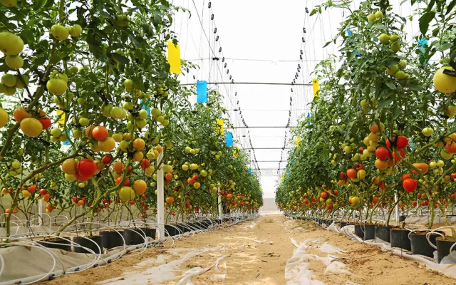 بدأت التجربة بزراعة طماطم تشال؛ وهي صنف طماطم من كوريا الجنوبية، في بيت زراعي محمي منخفض التكلفة متكيف مع الظروف المحلية.