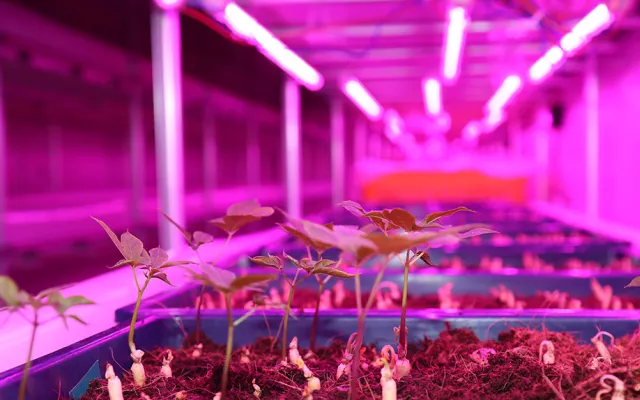 As part of a study under way at ICBA’s research station in Dubai in collaboration with the South Korean company AgroTech Co. Ltd., the scientists are looking to develop, test and introduce a sustainable vertical farming system that can help to increase agricultural production in hot and arid conditions while consuming much less water and energy compared to standard systems.