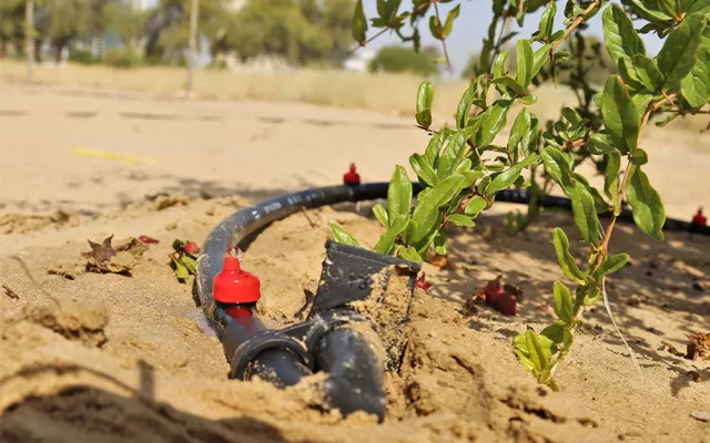 As part of the project, ICBA has been working with Mercy Corps, Jordan River Foundation, the Royal Scientific Society, and the International Water Management Institute (IWMI) to help sustainably increase water conservation on farms in Mafraq Governorate and Azraq district of Zarqa Governorate, Jordan. 