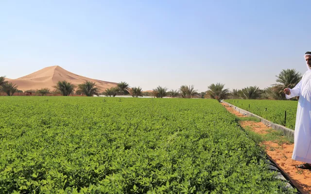 ومن جملة ما ورد في الاتفاق، يعمل إكبا ومركز خدمات المزارعين بأبوظبي على تعزيز التعاون لتطوير المشاريع التي تهدف إلى تحسين إنتاجية أشجار نخيل التمر والخضروات والمحاصيل العلفية التي يتم زراعتها في تربة عالية الملوحة، ودراسة الاحتياجات المائية لنخيل التمر والأعلاف وغيرها من المحاصيل.