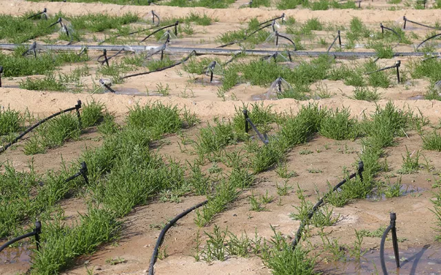 تنص الاتفاقية، من جملة أمور أخرى، على التعاون لاستصلاح المراعي الطبيعية وإدارتها، وتبادل المعلومات، وتبادل البذور والنباتات المحلية، واستخدام الأصول الوراثية الموجودة لدى البنك الوراثي في إكبا لتزويد بعض مجموعات البذور الخاصة بهيئة البيئة-أبوظبي؛ وإجراء بحوث على أنواع مقاومة للجفاف التي قد تستخدم لاستعادة بعض الموائل المتدهورة. 