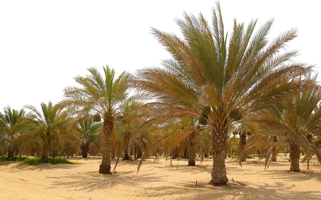 Since 2002 the center has conducted different experiments in the UAE to determine the long-term effect of saline water irrigation on date palm growth, productivity, fruit quality, and the impact of salinity on the soil. The experiments are conducted on 18 date palm varieties from Saudi Arabia and the UAE, including Nabtat Sultan and Am-Al-Hamam, which are found to be very sensitive to salinity.