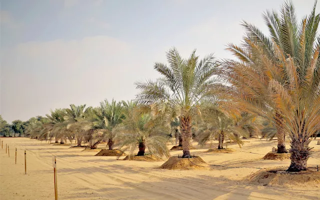Since 2001 the center has conducted different experiments in the UAE to determine the long-term effect of saline water irrigation on date palm growth, productivity, fruit quality, and the impact of salinity on the soil. 