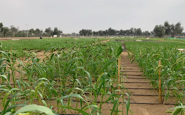 Under the project titled “Evaluation of diverse and nutrient-rich, climate-resilient crops/accessions for dietary diversification in marginal environments”, ten food crops such as pearl millet, finger millet, foxtail millet, fonio, proso millet, barnyard millet, buckwheat, moth bean and spices (cumin and ajwain) have been tested under varying salinity conditions.