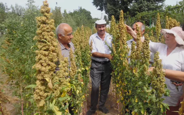 Under a project financed by the Islamic Development Bank (IsDB) titled “Cross-regional Partnerships for Improving Food and Nutritional Security in Marginal Environments of Central Asia”, ICBA and partners assessed ways of integrating quinoa into local farming and food production systems in five Central Asian countries and Azerbaijan.