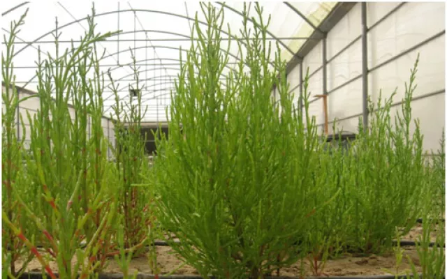 Research in the UAE on Sustainable Bio-Energy Shows Promising Results