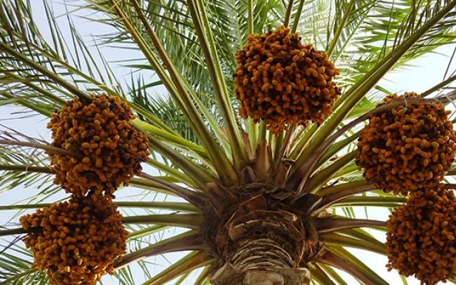 Call continues for international date palm, agricultural innovation award