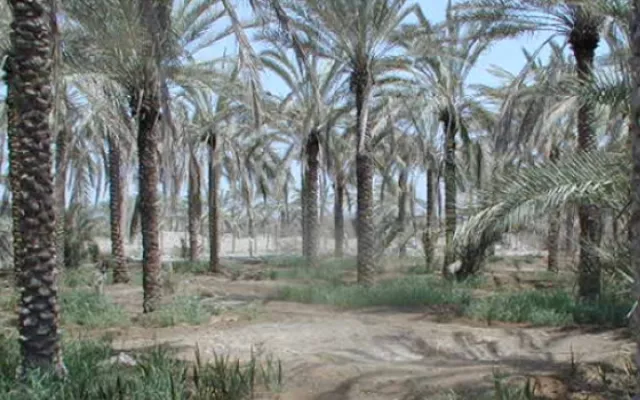 Date Palm Production Systems in Saline Environments