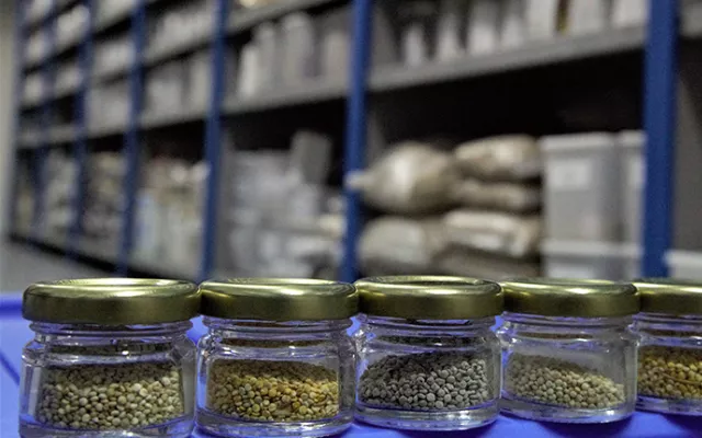 ICBA’s gene bank stores over 14,000 accessions of around 240 salt-, drought- and heat-tolerant plant species from more than 150 countries and territories of the world. 