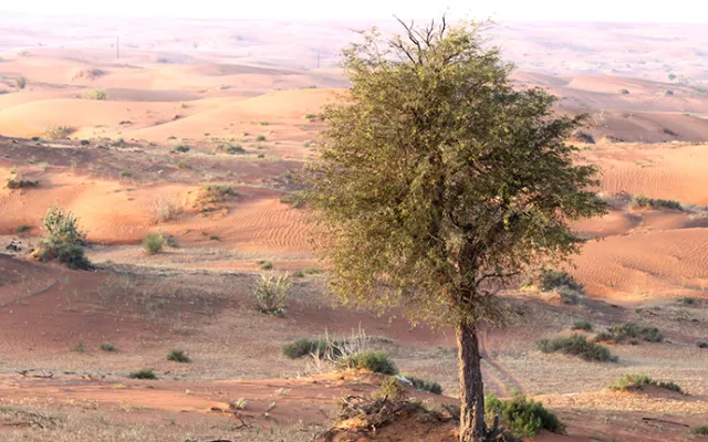 Ghaf (Prosopis cineraria), a flowering tree, holds great promise for combating desertification and improving soil fertility in arid environments thanks to its unique qualities, long-term research by the International Center for Biosaline Agriculture (ICBA) suggests.