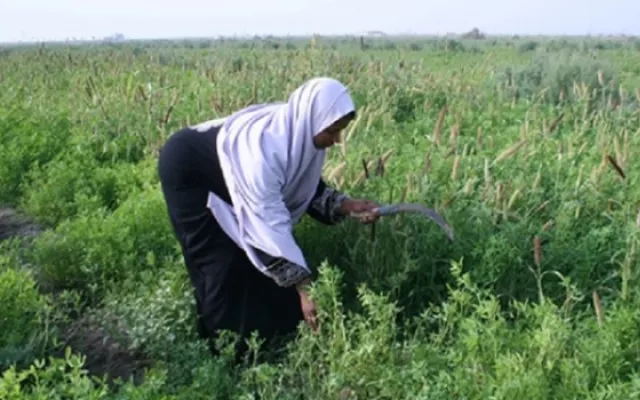 ICBA and Desert Research Center conducts a Seminar and Workshop for Farmers’ Field Schools in Egypt 
