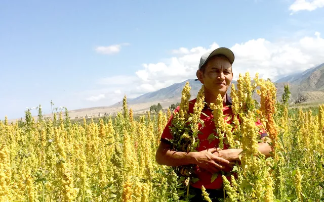The pioneer farmer who started growing quinoa in the area is 44-year-old agronomist Azamat Kaseev. His company AgroLead is a major producer of this super crop in the region. It all began in 2012 when he received first seeds of quinoa varieties "Regalona" and "Titicaca" from the Food and Agriculture Organization of the United Nations (FAO). It has taken him around five years to test and adapt the crop to local conditions.
