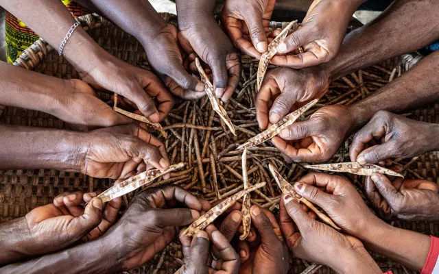 The Dehdoyeajay Cooperative in Neekree Community, Grand Bassa, Liberia has planted a community seedbank of improved cowpeas.