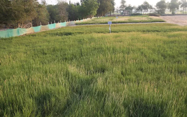 One way that has been proven to hold a lot of promise is cultivation of halophytic, or salt-loving, plants. Published recently in Crop &amp; Pasture Science, a three-year study by a team of scientists at ICBA suggests that halophytic grasses, for example, can be a good option for forage production and rehabilitation of salt-affected lands in the UAE. What is more, they produce higher yields than some traditional grasses like Rhodes grass (Chloris gayana).
