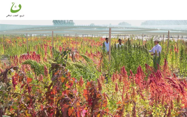 تستهدف فعاليات المبادرة بعض المزارع المحلية حيث سيتم تزويدهم بأعلاف من محاصيل مختلفة مثل الساليكورنيا والدخن اللؤلؤي والكينوا والقطيفة بكميات تتعدى 70 طن. كما تشمل المبادرة تشجيع 200 أسرة على الزراعة المنزلية الذكية، وذلك عن طريق توزيع الأحواض الرملية المهيأة للزراعة المنزلية.