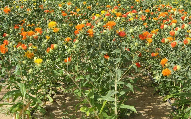 Safflower, an oil seed crop, not only has multiple commercial uses, but, due to its deep root system, is especially suitable to arid regions and sandy soils.