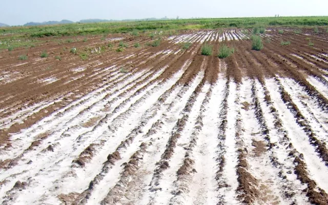 With some 11m hectares of salt-affected lands, Ethiopia ranks first in Africa in terms of soil salinity caused by human activities and natural factors. This is a big problem for the second most populous country in the continent where agriculture accounts for 40 percent of the GDP, 80 percent of the total employment and 70 percent of the exports.