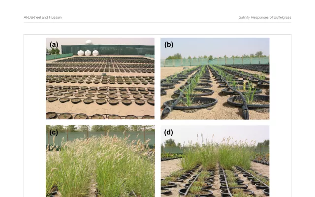 Genotypic Variation for Salinity Tolerance in Cenchrus ciliaris L.
