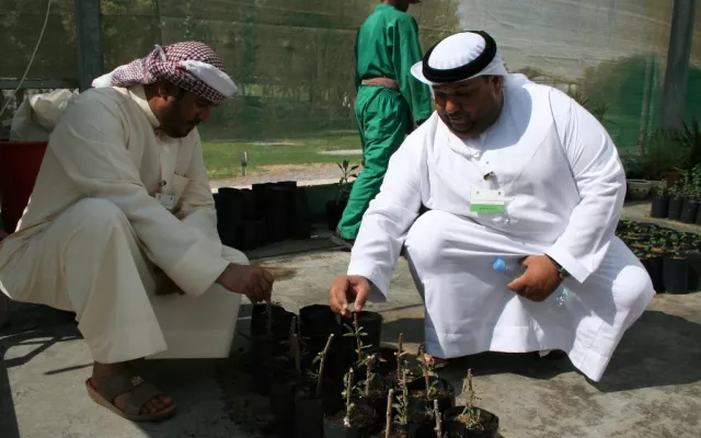 الموارد الوراثية النباتية في الإمارات العربية المتحدة 