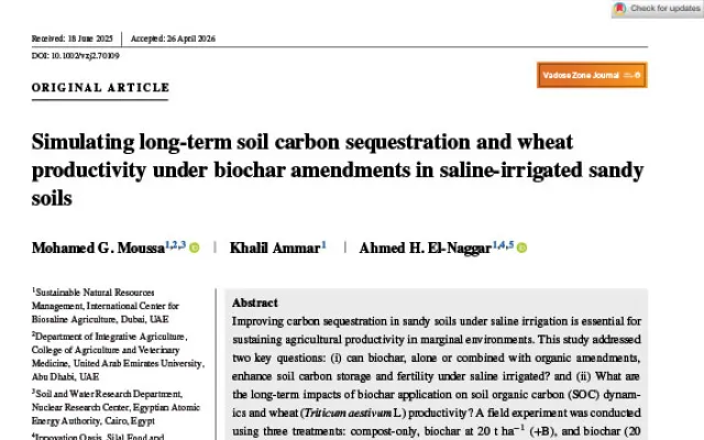Simulating long-term soil carbon sequestration and wheat productivity under biochar amendments in saline-irrigated sandy soils