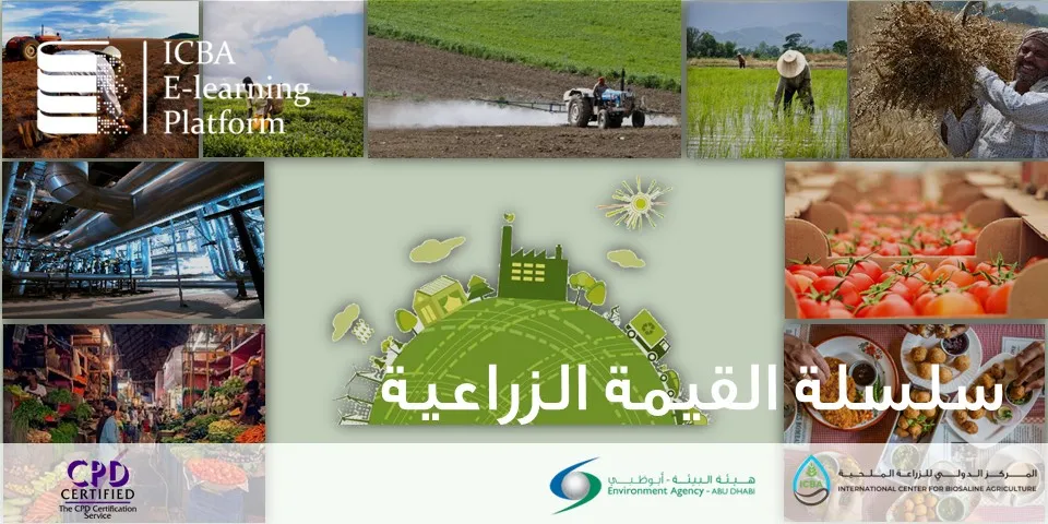 سلسلة القيمة الزراعية