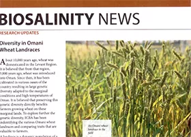 Diversity in Omani wheat landraces