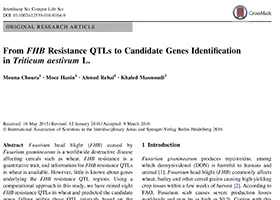 From FHB Resistance QTLs to Candidate Genes Identification in Triticum aestivum L.