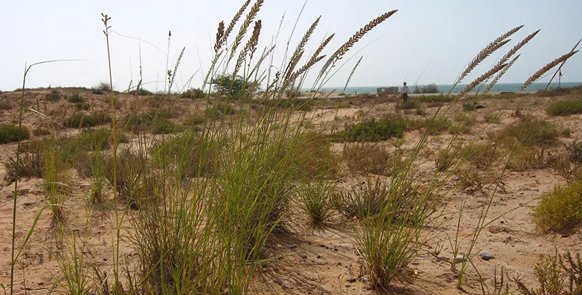 تم رصد عشبة الحلفا من قبل العلماء خلال بعثاتهم الاستكشافية إلى المناطق الساحلية من إمارة رأس الخيمة في العام 2007. 