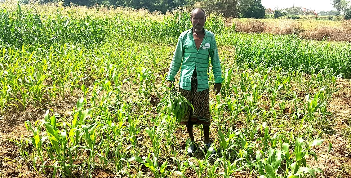 As part of the study, more than 500 smallholders, including around 300 from the four regions of Ethiopia and some 200 from the five selected sites in South Sudan, participated in a series of baseline surveys to assess the impacts of soil salinity and inadequate access to proper irrigation.