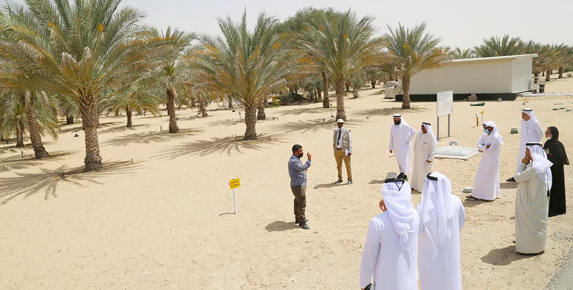 وتم خلال اليوم الحقلي إطلاع المشاركين على بعض أحدث التقنيات الزراعية الملائمة للظروف البيئية لدولة الإمارات العربية المتحدة. كما زاروا تجارب المركز المختلفة، بما في ذلك الدراسة الأطول في الدولة لتقييم التأثير طويل المدى لمستويات مختلفة من ملوحة مياه الري على نمو وإنتاج 18 صنفاً من نخيل التمر من العراق والمملكة العربية السعودية والإمارات العربية المتحدة.