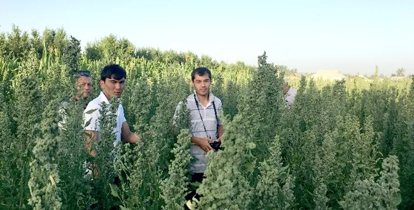 يحرص المزارعون في منطقة ختلان في طاجيكستان على زراعة محصول الأنديز الفريد. وبدأ أربعة مزارعين محليين بعملية إكثار بذور الكينوا.