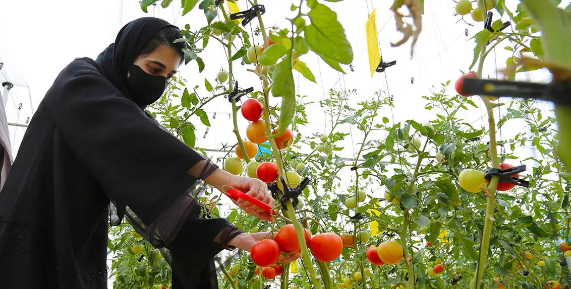 قامت الطالبات خلال الفعالية بزيارة لمتحف الإمارات للتربة ومرافق المركز البحثية، بما في ذلك البيوت المحمية، حيث شاركن بحصاد الطماطم.
