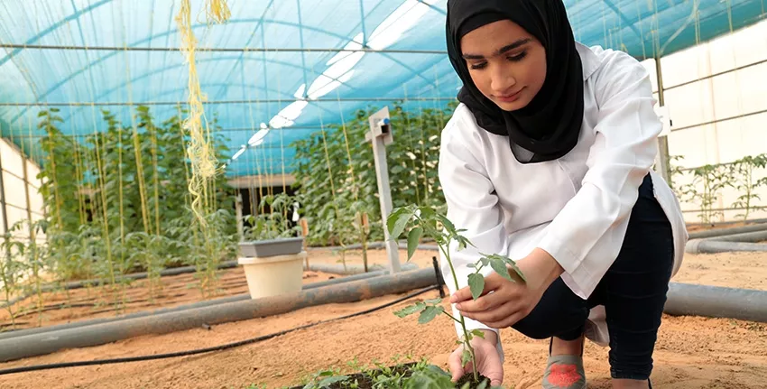 Hamda Al-Masoum is one of many interns who have benefitted from ICBA’s internship program. A bachelor’s student at Zayed University, UAE, she conducted a comparative analysis of crop production under greenhouse and net-house conditions as part of her internship at ICBA.