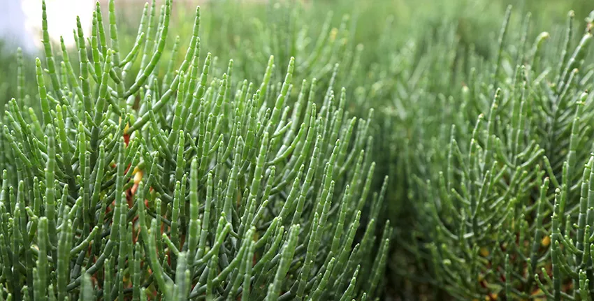 Salicornia is a halophytic crop with multiple uses. It can be irrigated with highly saline water and be used as a vegetable, forage and biofuel crop.